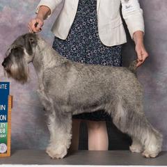 Kismet - Standard Schnauzer
