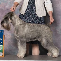 Kismet - Standard Schnauzer