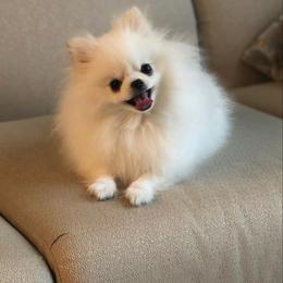 Sparta - Pomeranian