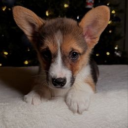 Milo - Black and tan male Pembroke Welsh Corgi puppy in Northwood, Iowa from Sorrel Sands Corgis