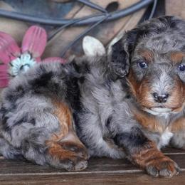 Girl 1 - Blue merle female Aussiedoodle puppy in Lawton, Oklahoma from Lindsey’s Aussies