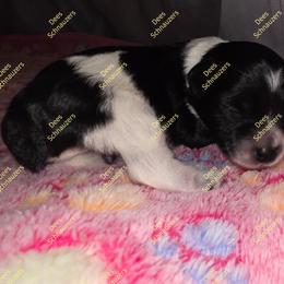 Rye - Parti male Miniature Schnauzer puppy in Crestview, Florida from Dees Schnauzers