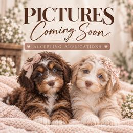 Spice - Tri-color female Bernedoodle puppy in Sweetwater, Florida from Sandy Snout Doodles