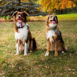 Australian Shepherd All Grown Up from Wexford Creek Aussies