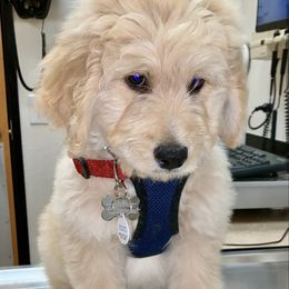 French Bulldog, Goldendoodle, and Golden Retriever Puppies from Crystal Coast Kennels, LLC