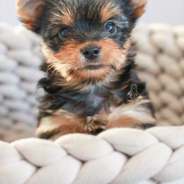 Yorkshire Terrier Puppies from Essence of Grace Yorkies