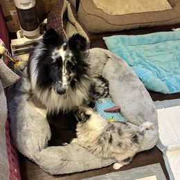 Gracie - Shetland Sheepdog
