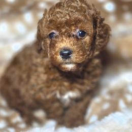 Rusty - Red  male Poodle puppy in West Point, Mississippi from Golden Paws