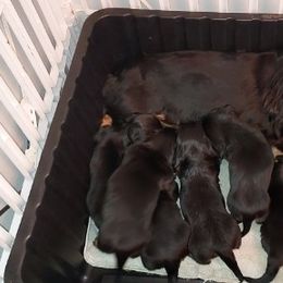Harper - Dachshund