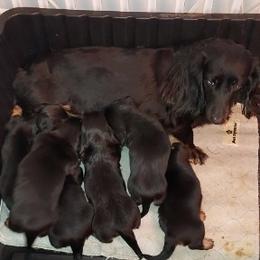 Harper - Dachshund