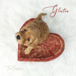 Goldendoodle Puppies from Loving Hearts Goldendoodles