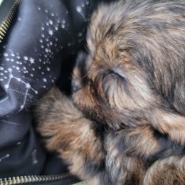 Great Dane and Yorkshire Terrier Puppies from Chuck City Danes