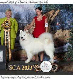 Samoyed All Grown Up from Subarktika Samoyeds