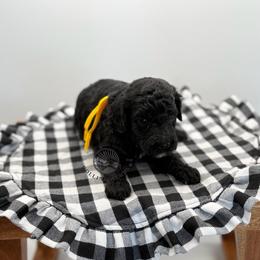 Girl 3 - Phantom female Goldendoodle puppy in Maryville, Missouri from Rolling Acres Doodles and Poodles