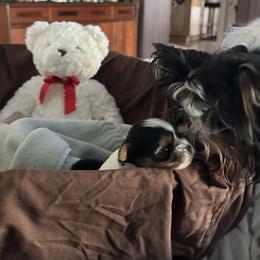 Biewer Terrier Puppies from Rebecca Urban