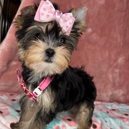 Belle READY TODAY - Black and tan female Yorkshire Terrier puppy in Cleveland, Georgia from Velvet Crown Yorkies