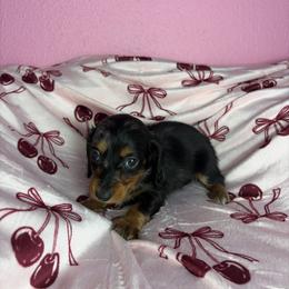 Henry - Dapple male Dachshund puppy in Lake City, Florida from My Ditzy Doxies of Florida