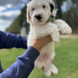 Bernedoodle Puppies from Bernedoodle Bliss