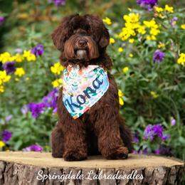 Kona - Australian Labradoodle