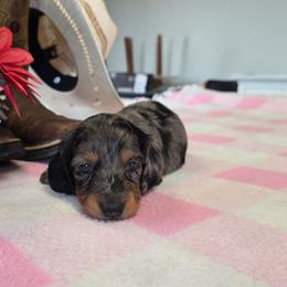 Dapple girl - Dapple female Dachshund puppy in Cedar City, Utah from Country Doxies