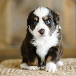 Angela - Red tri female Miniature Australian Shepherd puppy in Pocatello, Idaho from R Heart Mini Aussies