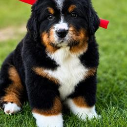 Nellie - Black tan and white female Bernese Mountain Dog puppy in Purcell, Oklahoma from Swiss Berner Bears