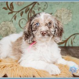 Grey - Brown white and tan female Cockapoo puppy in Connersville, Indiana from Deaz Doodle Ranch