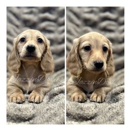 Dachshund Puppies from McJazzin Doxies