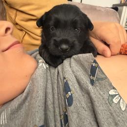 Pepper - Black female Scottish Terrier puppy in Victorville, California from Santas Scotties