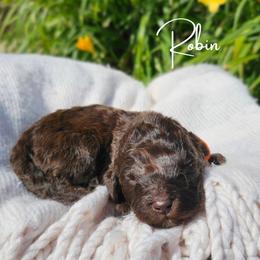 Robin - female Newfypoo puppy in Hardin, Kentucky from Bluegrass Newfypoos