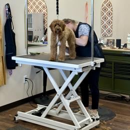 Bernedoodle and Goldendoodle Puppies from Paws 4 Doodles, LLC