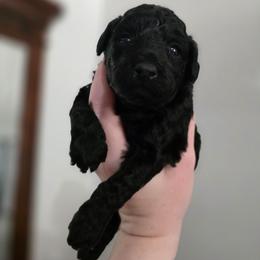 Tiffany - Black female Poodle puppy in Casselberry, Florida from McIntosh Toy Poodles
