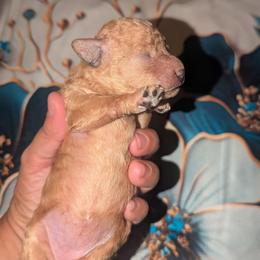 Pumpkin - Apricot female Poodle puppy in Martin, Tennessee from TNT PUPPIES