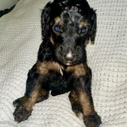 Jett - Phantom female Poodle puppy in Travelers Rest, South Carolina from Cotton Top