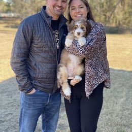 Aussiedoodle Puppies from Gore Doodle Ranch