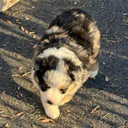 Smallest blue merle - Blue merle male Miniature Australian Shepherd puppy in Graham, North Carolina from Thompson Farm Mini Aussies