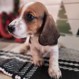 Ann - Piebald female Dachshund puppy in Goodman, Missouri from Jessica's Dashing Dachsunds and Chihuahuas