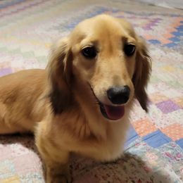 Charleigh - Dachshund