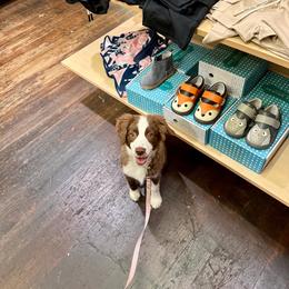 Rose - Red tri female Miniature Australian Shepherd puppy in Grants Pass, Oregon from Woodwind Miniatures
