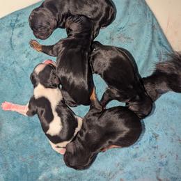 Blktn male - Black and tan male Cavalier King Charles Spaniel puppy in Seymour, Missouri from Painted Blessing's AKC Cavaliers LLC