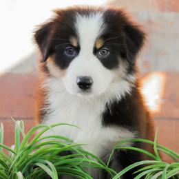 Wishbone - Black tri-color male Australian Shepherd puppy in Belton, Texas from Brilliant Beautiful Australian Shepherds