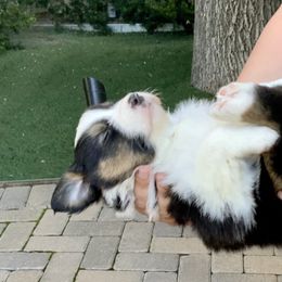 Australian Shepherd Puppies from Highline