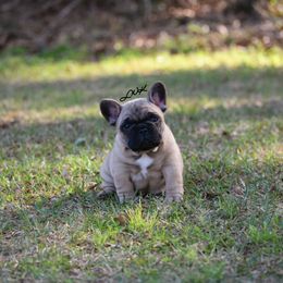 French Bulldog and Pembroke Welsh Corgi Puppies from Little Women's Frenchies & Corgis
