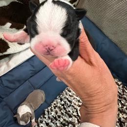 Boy 5 - Black and white male Boston Terrier puppy in Coopertown, Tennessee from Toon’s Boston Terriers