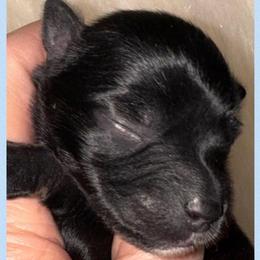 Black boy 2 - Black male Miniature Schnauzer puppy in Pflugerville, Texas from K&K Precious Tx schnauzers