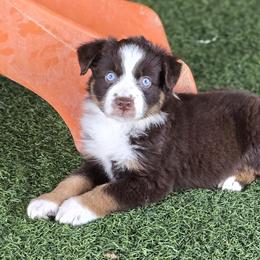 Rip - Red tri male Miniature Australian Shepherd puppy in Ola, Arkansas from Peaceful Acres