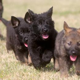 German Shepherd Puppies from Vom Anfang German Shepherds
