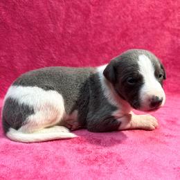 Cotton - White and blue male Whippet puppy in Gentry, Arkansas from Mardel Robeson of Mulberry Hollow Whippets