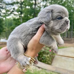 French Bulldog puppies from Diplomat Frenchies