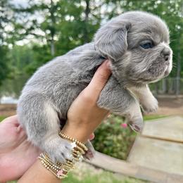 French Bulldog puppies from Diplomat Frenchies
